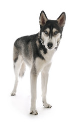 Siberian Husky in headphones, isolated on white