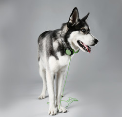 Young Husky in headphones on grey background