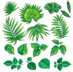 Acrylglas Duschewand mit Foto Tropische Pflanzen Set aus grünen Zweigen mit Blättern