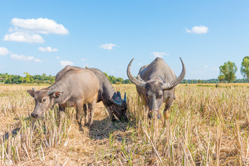 Obraz premium Buffalo in thailand