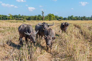 Buffalo in thailand