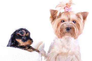 Yorkshire terrier mom and pup, 2 months old, isolated on white.