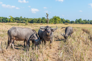 Buffalo in thailand