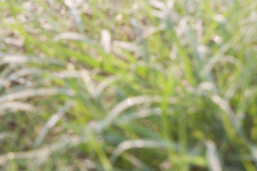 Blurred background of green grass Bokeh morning dew