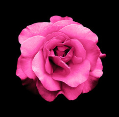 Naklejka premium Surreal dark chrome pink rose flower macro isolated on black