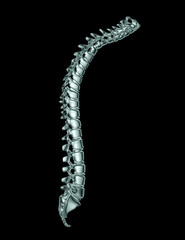 x-ray image of a spine on black with clipping path