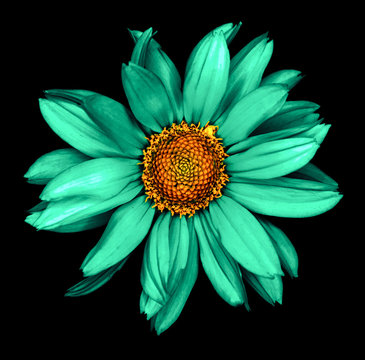 Fototapeta Surreal dark chrome turquoise decorative sunflower Helinthus macro isolated on black