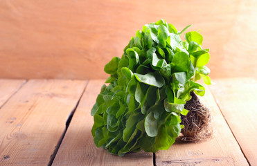 Salad leaves with roots and earth