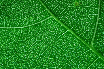 Green leaf macro texture background.