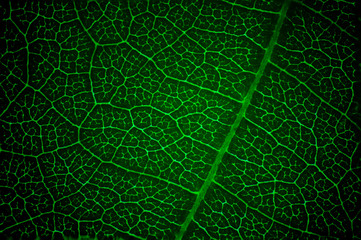 Green leaf macro texture background.