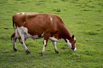 wisconsin dairy cow