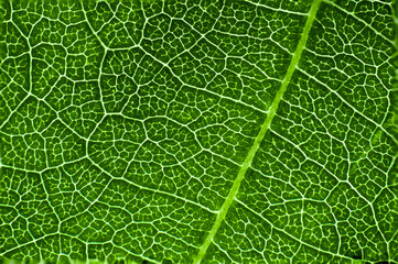 Green leaf macro texture background.