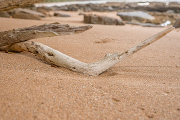 Baumstamm am Strand