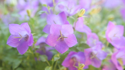 closeup view of campanula or bellflowers