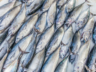 Fishes pattern, Tuna pattern