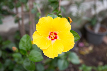 yellow Chinese rose