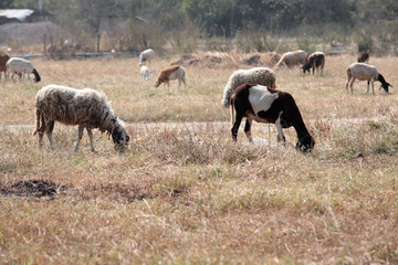 sheep and goat in field.