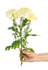branch of yellow chrysanthemums in hand isolated on white backgr