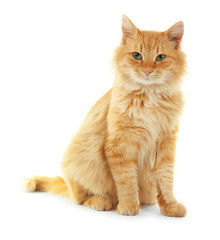 Fototapeta premium Adorable red cat isolated on white background