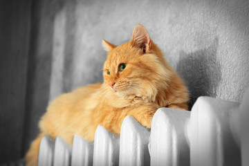 Obraz premium Fluffy red cat on warm radiator near grey wall