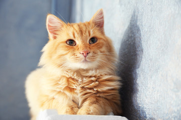Fototapeta premium Fluffy red cat on warm radiator near grey wall, close up