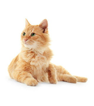 Fluffy Red Cat Cleans Itself Isolated On White Background