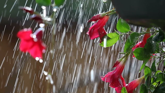 plant in hanging pot being watered