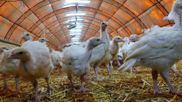 Many cubs of turkeys birds in the hangar of a large farm, Video clip