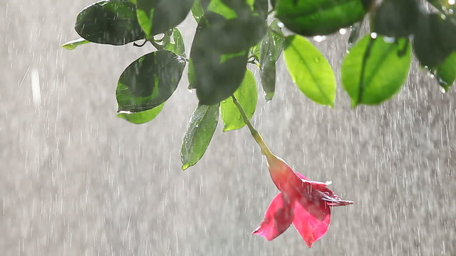 hanging mandevilla plant in container being watered 