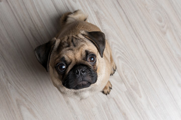 The pug puppy closeup