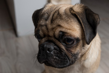 The pug puppy closeup