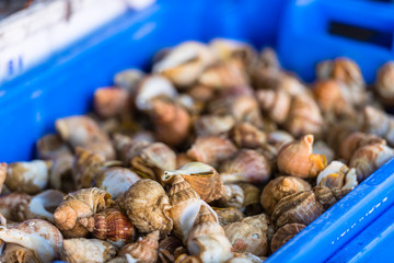 Raw small seashells for meal in a plastic container