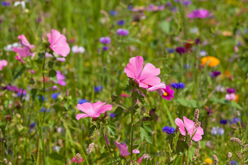 Obraz na płótnie Canvas Wildflowers on a meadow in a sunny day