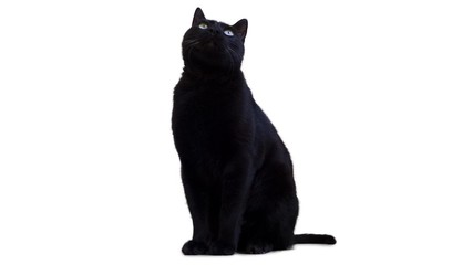 Black Cat on White Background