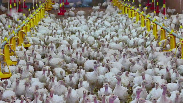 Many turkeys in the hangar of a large farm, 4K Video clip