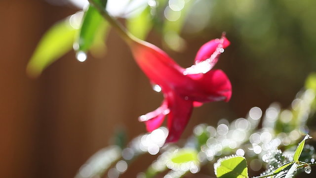 flower in wet garden moves out of focus	