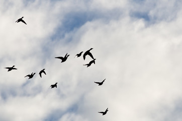 Flock of Ducks Silhouetted in a Cloudy Sky as They Fly