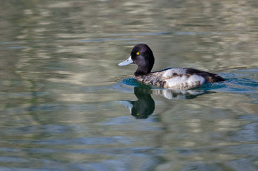 Male Scaup Swimming in the Still Pond Waters