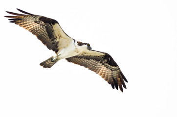 Lone Osprey Hunting on the Wing on a White Background