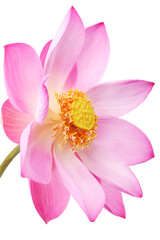lotus flower isolated on white background