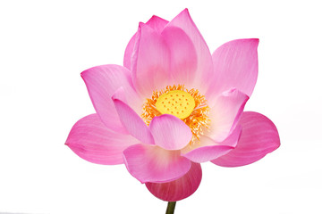 lotus flower isolated on white background.