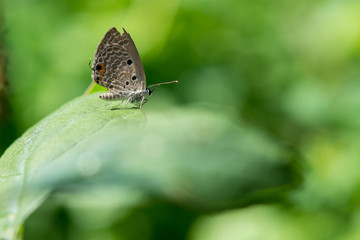 Fototapeta na wymiar the butterfly on leaf in garden