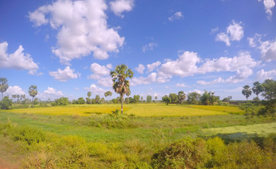 Obraz premium palms