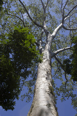 Fototapeta premium cork oak