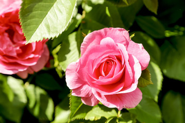 Rose in Bloom Closeup Outdoors