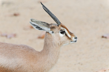Detail dorcas gazelle