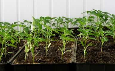 Green seedling of pepper