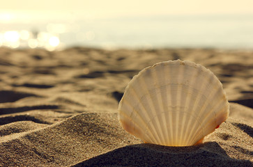 sea shell in the beach