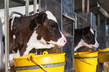 young cow in a stable © guerrieroale