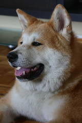 Portrait of Akita dog